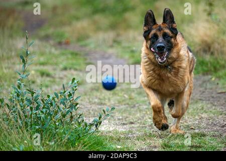 Chasse chien Ball Banque D'Images