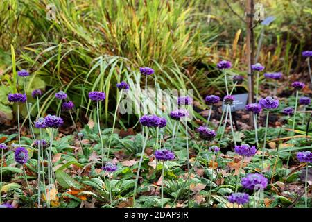 Primrose himalayen à tête ronde violet 'Primula capitata' en fleur pendant le automne Banque D'Images