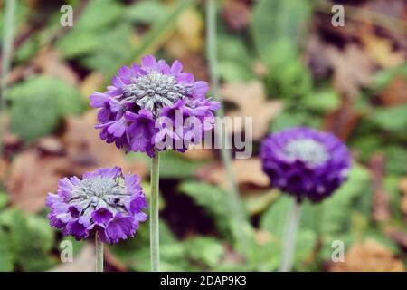 Primrose himalayen à tête ronde violet 'Primula capitata' en fleur pendant le automne Banque D'Images