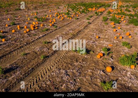 Hokkaidos mûr dans un champ en attente de la récolte et des décorations Pour Halloween Banque D'Images