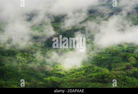 Collines couvertes dans les plantations de café et de banane près de Buenavista, Antioquia, Colombie Banque D'Images