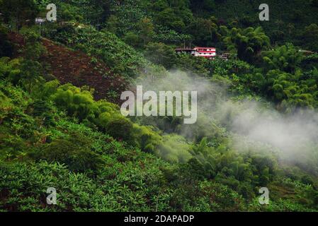 Collines couvertes dans les plantations de café et de banane près de Buenavista, Antioquia, Colombie Banque D'Images