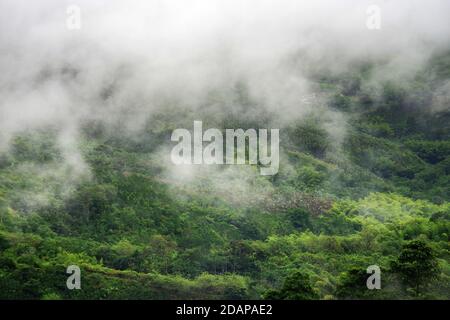 Collines couvertes dans les plantations de café et de banane près de Buenavista, Antioquia, Colombie Banque D'Images