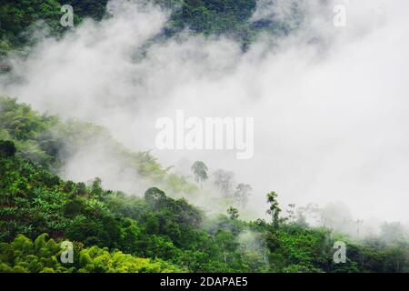 Collines couvertes dans les plantations de café et de banane près de Buenavista, Antioquia, Colombie Banque D'Images