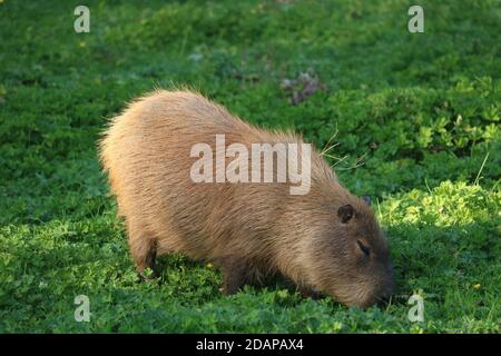 Capybara (Hydrochoerus hydrochaeris) au zoo de Chester Banque D'Images