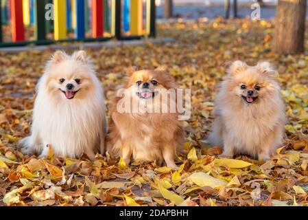 La famille du chien spitz pomeranien mignon marche sur les feuilles jaunes un parc d'automne Banque D'Images