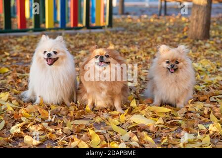 La famille du chien spitz pomeranien mignon marche sur les feuilles jaunes un parc d'automne Banque D'Images