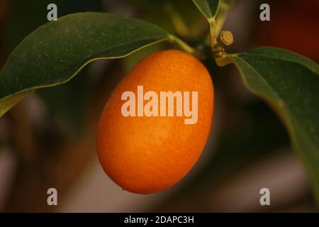 Des fruits kumquat en attente d'être cueillis Banque D'Images