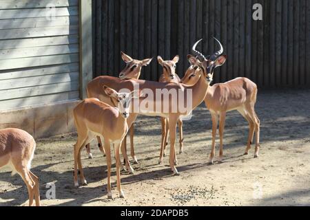 Impala à face noire lors d'une journée de printemps ensoleillée Banque D'Images