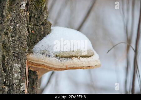 Le champignon de l'éperon (Fomes fomentarius) pousse sur le bois de bouleau. Champignon non comestible, parasite de l'arbre. Gros plan. Banque D'Images