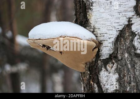 Le champignon de l'éperon (Fomes fomentarius) pousse sur le bois de bouleau. Champignon non comestible, parasite de l'arbre. Gros plan. Banque D'Images