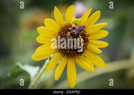 Bumble Bee sur un tournesol dans un jardin d'arrière-cour Banque D'Images