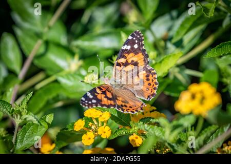 Papillon de dame peint (Vanessa cardui) dans la verdure du jardin Banque D'Images