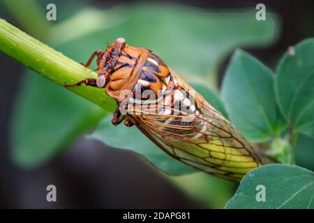 WESTERN Bush Cicada (Megatibicen tremulus), également connu sous le nom de Cole Bush Cicada dans un jardin d'arrière-cour Banque D'Images