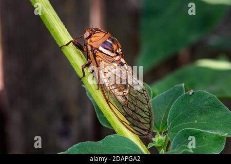 WESTERN Bush Cicada (Megatibicen tremulus), également connu sous le nom de Cole Bush Cicada dans un jardin d'arrière-cour Banque D'Images