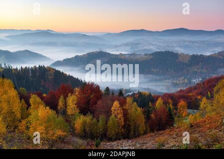 Paysage rural d'automne majestueux. Paysage avec de belles montagnes, champs et forêts couverts de brouillard du matin. Il y a des arbres sur la pelouse pleine de ou Banque D'Images