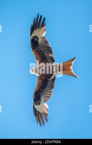 Red Kite Bird Flying - en survolant le ciel au-dessus du sud Jardin anglais Banque D'Images