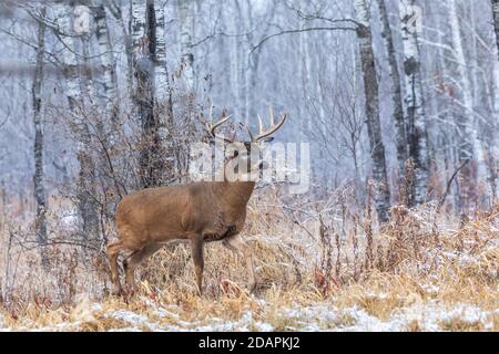 Le buck mûr à queue blanche pendant la rut dans le nord du Wisconsin. Banque D'Images