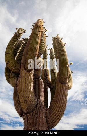 Argentine saguaro cactus, Echinopsis terscheckii, Parc national de Los Cardones, province de Salta, Argentine. Banque D'Images