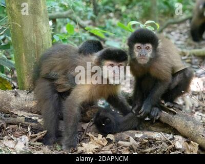 Un capucin noir adulte, Sapajus nigritus, avec un jeune sur son dos aux chutes d'Iguazú, province de Misiones, Argentine. Banque D'Images