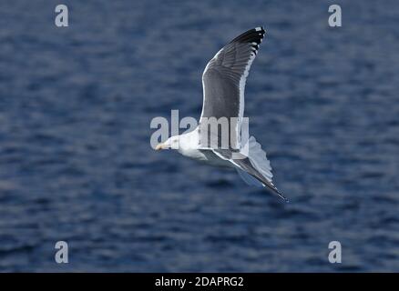 Goéland vineuse (Larus schistisagus) adulte en vol Rausu, Hokkaido, Japon Mars Banque D'Images