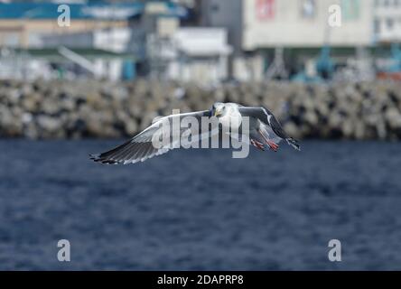 Mouette à dos laté (Larus schistisagus) adulte en vol à bord du quai à poissons Rausu, Hokkaido, Japon Mars Banque D'Images