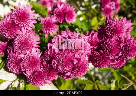 Fleurs de chrysanthème violet sur fond blanc et vert Banque D'Images