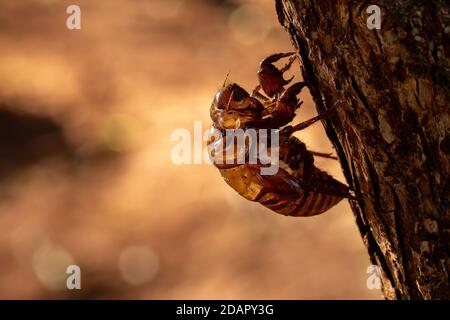 Exuvia de Cicada typique, un exosquelette abandonné dans le processus de maturation de l'insecte appelé l'ecdysis Banque D'Images