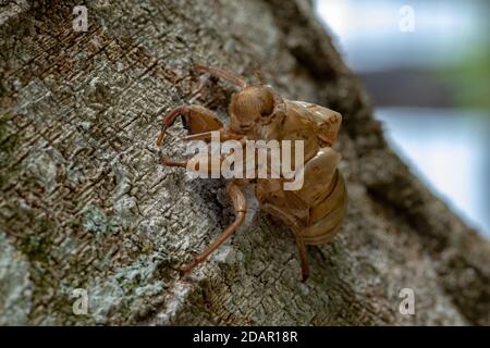 Couple d'araignées sauteuses de l'espèce Platycryptus magnus ci-dessous une exsuvia cicada Banque D'Images