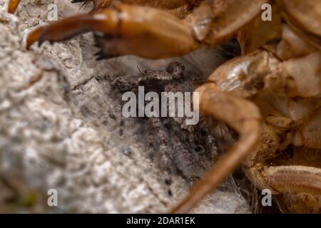 Couple d'araignées sauteuses de l'espèce Platycryptus magnus ci-dessous une exsuvia cicada Banque D'Images