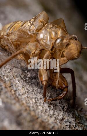 Couple d'araignées sauteuses de l'espèce Platycryptus magnus ci-dessous une exsuvia cicada Banque D'Images