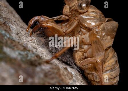 Couple d'araignées sauteuses de l'espèce Platycryptus magnus ci-dessous une exsuvia cicada Banque D'Images