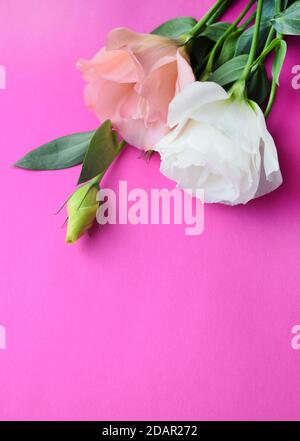 Le lisianthus rose et blanc (eustoma) fleurit sur fond rose, copie espace Banque D'Images