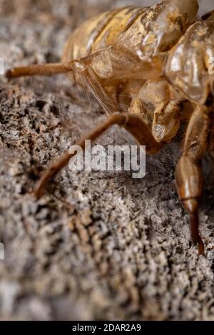 Couple d'araignées sauteuses de l'espèce Platycryptus magnus ci-dessous une exsuvia cicada Banque D'Images