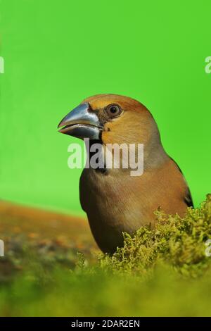 Hawfinch (Coccothrautes coccothrautes), homme, portrait d'animal, Rhénanie-du-Nord-Westphalie, Allemagne Banque D'Images