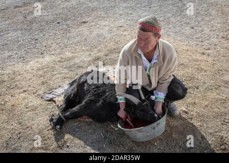 SPAI Bashakhan, chef d'une famille nomade dans les montagnes de l'Altaï, abattage d'une chèvre, province d'Olgii, Mongolie Banque D'Images