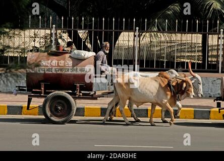 Oxen et wagon, transport Udaipur , Inde Banque D'Images