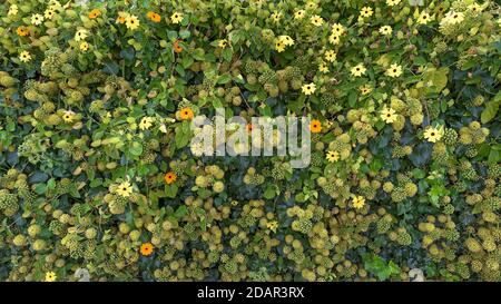 Lierre en fleurs (Hedera) avec des fleurs de la Susanne à yeux noirs (Thunbergia alata), Allemagne Banque D'Images