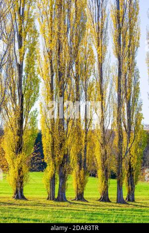 Columnaire avenue peuplier, peuplier pyramidal, peuplier pyramidal (Populus nigra var. Italica) Alb souabe, Bade-Wurtemberg, Allemagne Banque D'Images