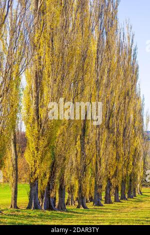 Columnaire avenue peuplier, peuplier pyramidal, peuplier pyramidal (Populus nigra var. Italica) Alb souabe, Bade-Wurtemberg, Allemagne Banque D'Images