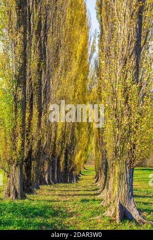 Columnaire avenue peuplier, peuplier pyramidal, peuplier pyramidal (Populus nigra var. Italica) Alb souabe, Bade-Wurtemberg, Allemagne Banque D'Images