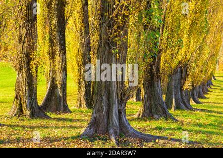 Columnaire avenue peuplier, peuplier pyramidal, peuplier pyramidal (Populus nigra var. Italica) Alb souabe, Bade-Wurtemberg, Allemagne Banque D'Images