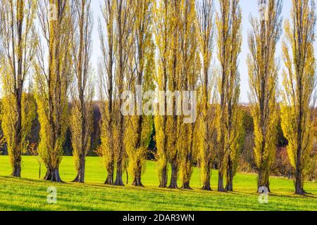 Columnaire avenue peuplier, peuplier pyramidal, peuplier pyramidal (Populus nigra var. Italica) Alb souabe, Bade-Wurtemberg, Allemagne Banque D'Images