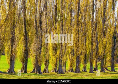 Columnaire avenue peuplier, peuplier pyramidal, peuplier pyramidal (Populus nigra var. Italica) Alb souabe, Bade-Wurtemberg, Allemagne Banque D'Images