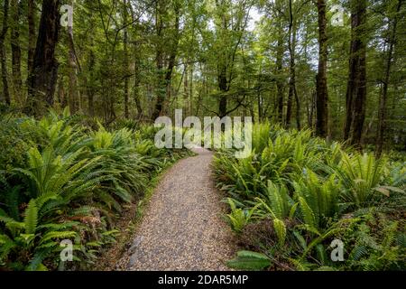 Sentier de randonnée dans la forêt avec fougères, forêt tropicale tempérée, Kepler Track, parc national Fiordland, Southland, Nouvelle-Zélande Banque D'Images