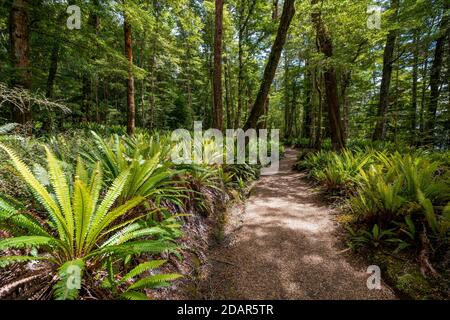 Sentier de randonnée dans la forêt avec fougères, forêt tropicale tempérée, Kepler Track, parc national Fiordland, Southland, Nouvelle-Zélande Banque D'Images