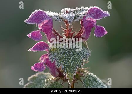 Mortade rouge (Lamium purpueum) avec houarfrost, Hesse, Allemagne Banque D'Images