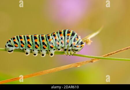Chenille de la Swallowtail (Papilio machaon) Butterfly, Hesse, Allemagne Banque D'Images