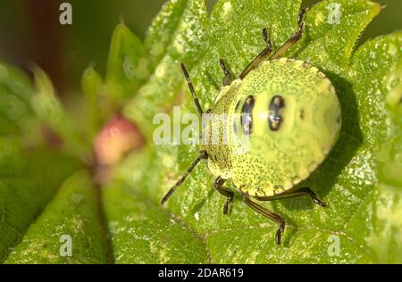 Insecte de bouclier vert (Palomena prasina) larva, Hesse, Allemagne Banque D'Images
