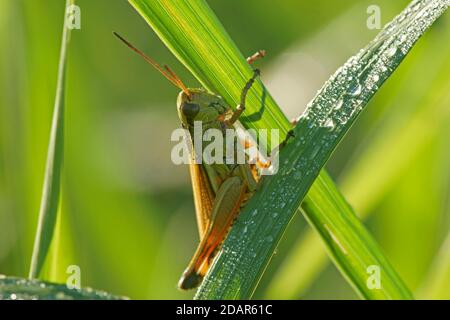 Grand sauterelle de marais (Mecosthus grossus) Hesse, Allemagne Banque D'Images